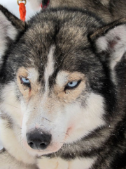 Chiens de traineau en Laponie chez l’habitant