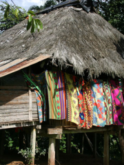De la Jungle tropicale aux Caraïbes