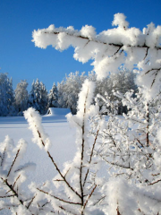 Hiver blanc aux frontières lapones